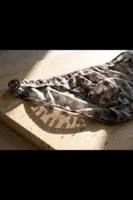 Erkek Leopar Desenli Transparan Tül Slip Külot Darkzone DZ-1108-102-S Görsel görsel 7